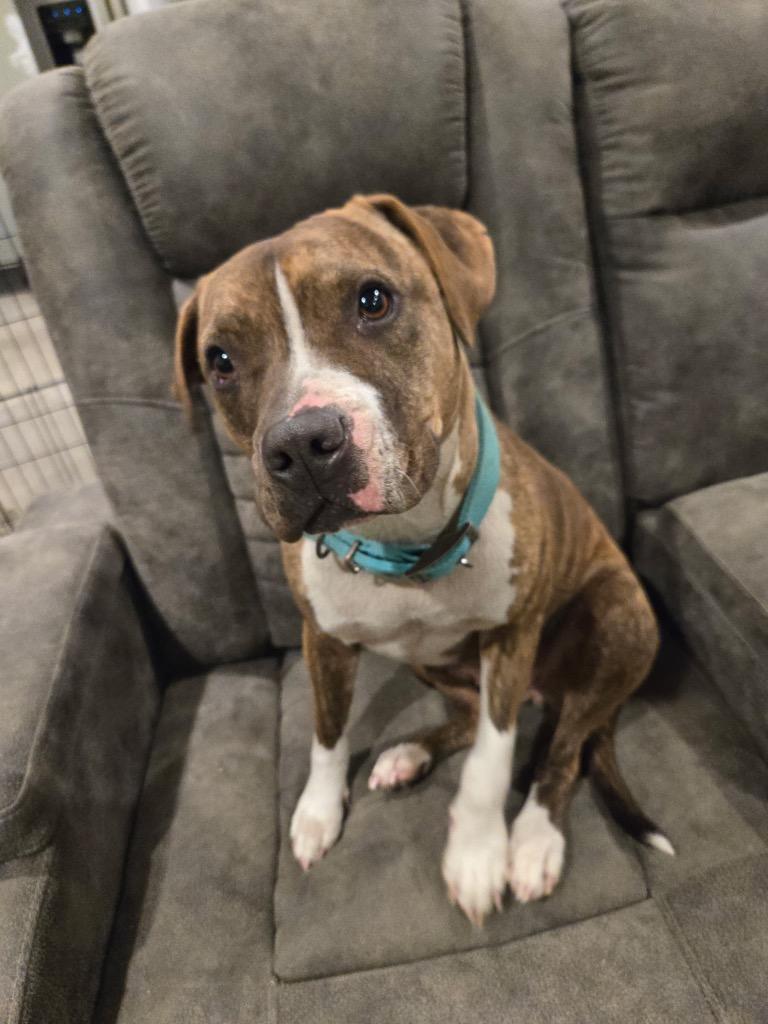 Enlarge Bella, a Adoptable Staffordshire Bull Terrier in Claremore, OK image 1/2