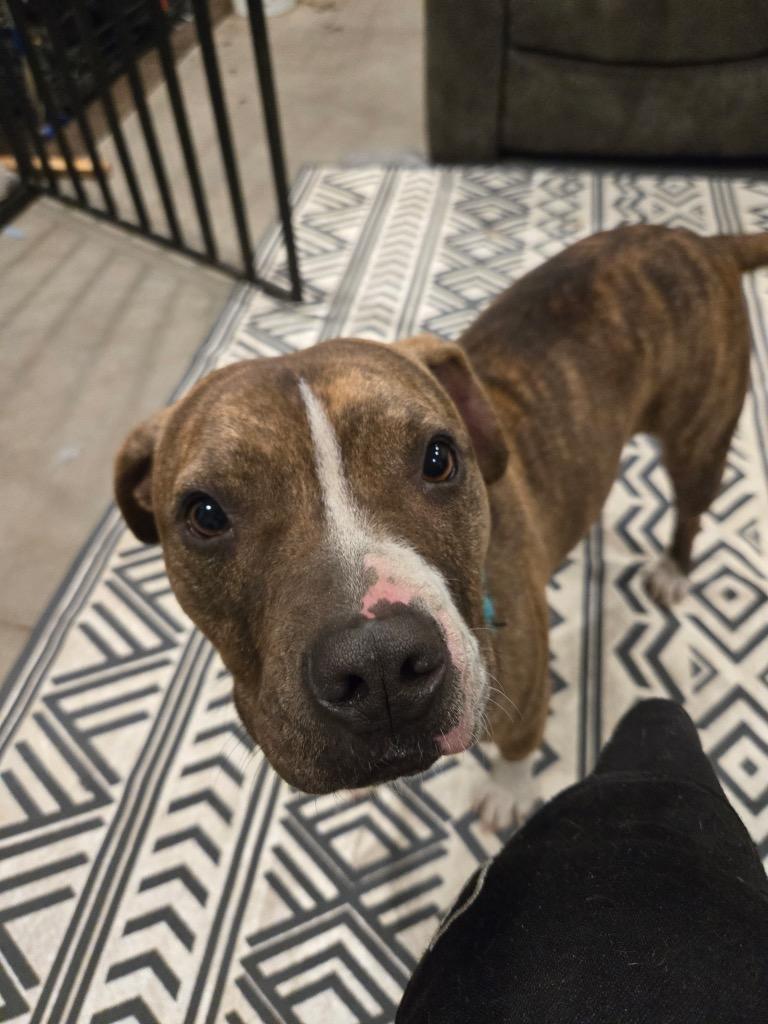 Enlarge Bella, a Adoptable Staffordshire Bull Terrier in Claremore, OK image 2/2