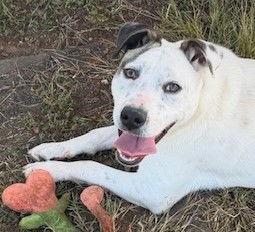 Chanel, Adoptable, Young Female Pit Bull Terrier.