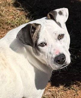 Enlarge Chanel, a Adoptable Pit Bull Terrier in Carrollton, GA image 2/3