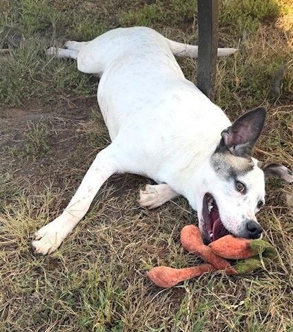 Enlarge Chanel, a Adoptable Pit Bull Terrier in Carrollton, GA image 3/3