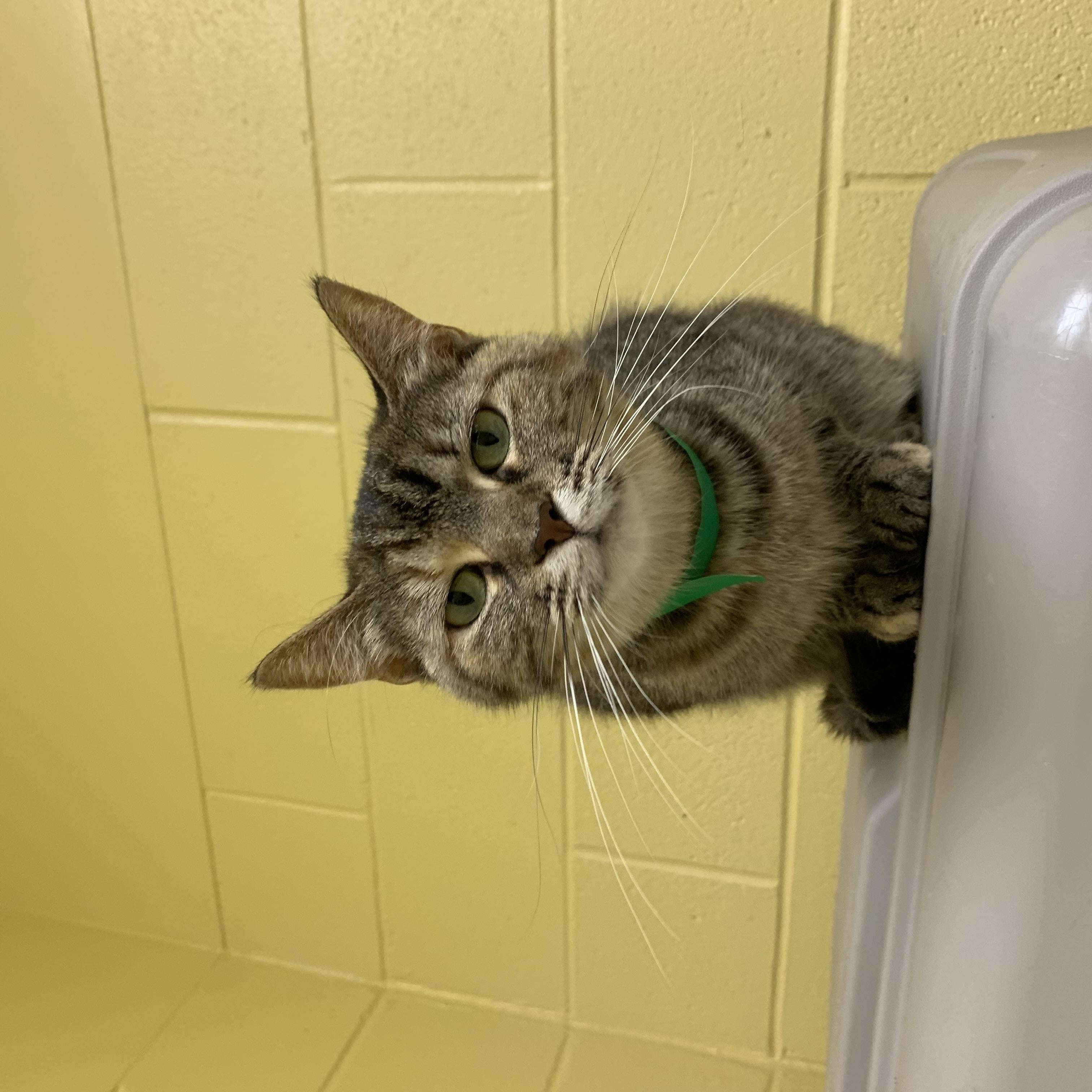 Toasty, a Adoptable Domestic Short Hair in Keokuk, IA image 1/4