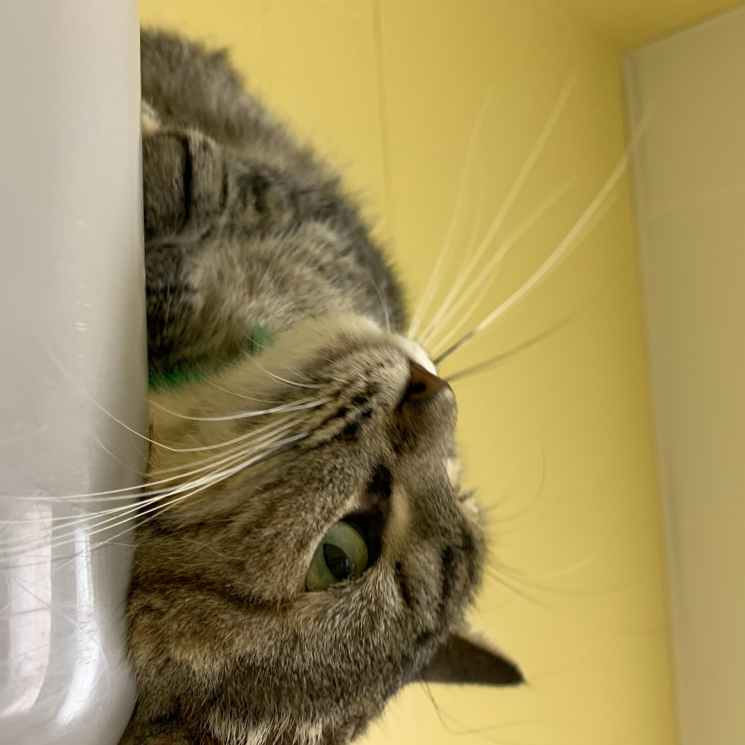 Toasty, a Adoptable Domestic Short Hair in Keokuk, IA image 2/4