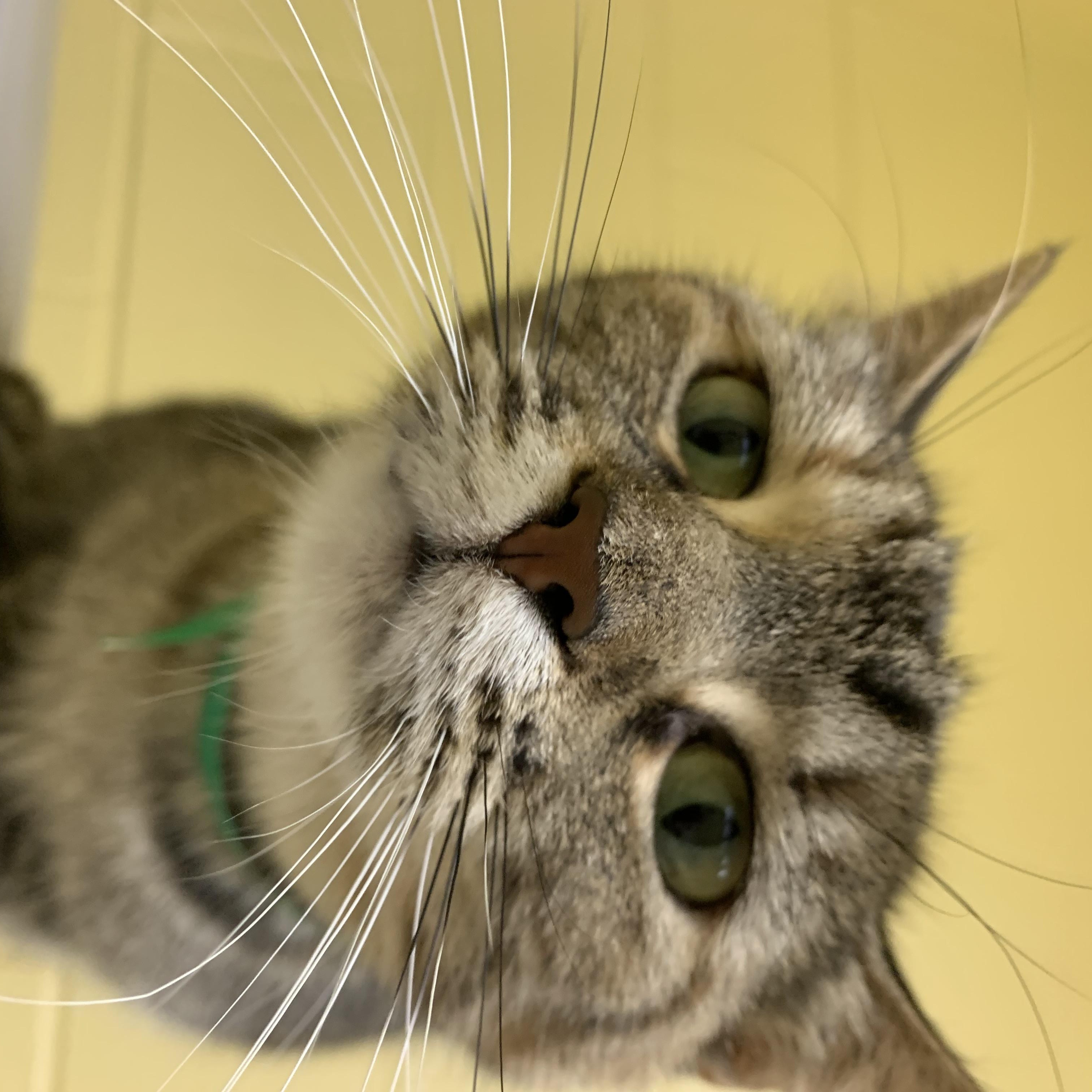 Toasty, a Adoptable Domestic Short Hair in Keokuk, IA image 3/4