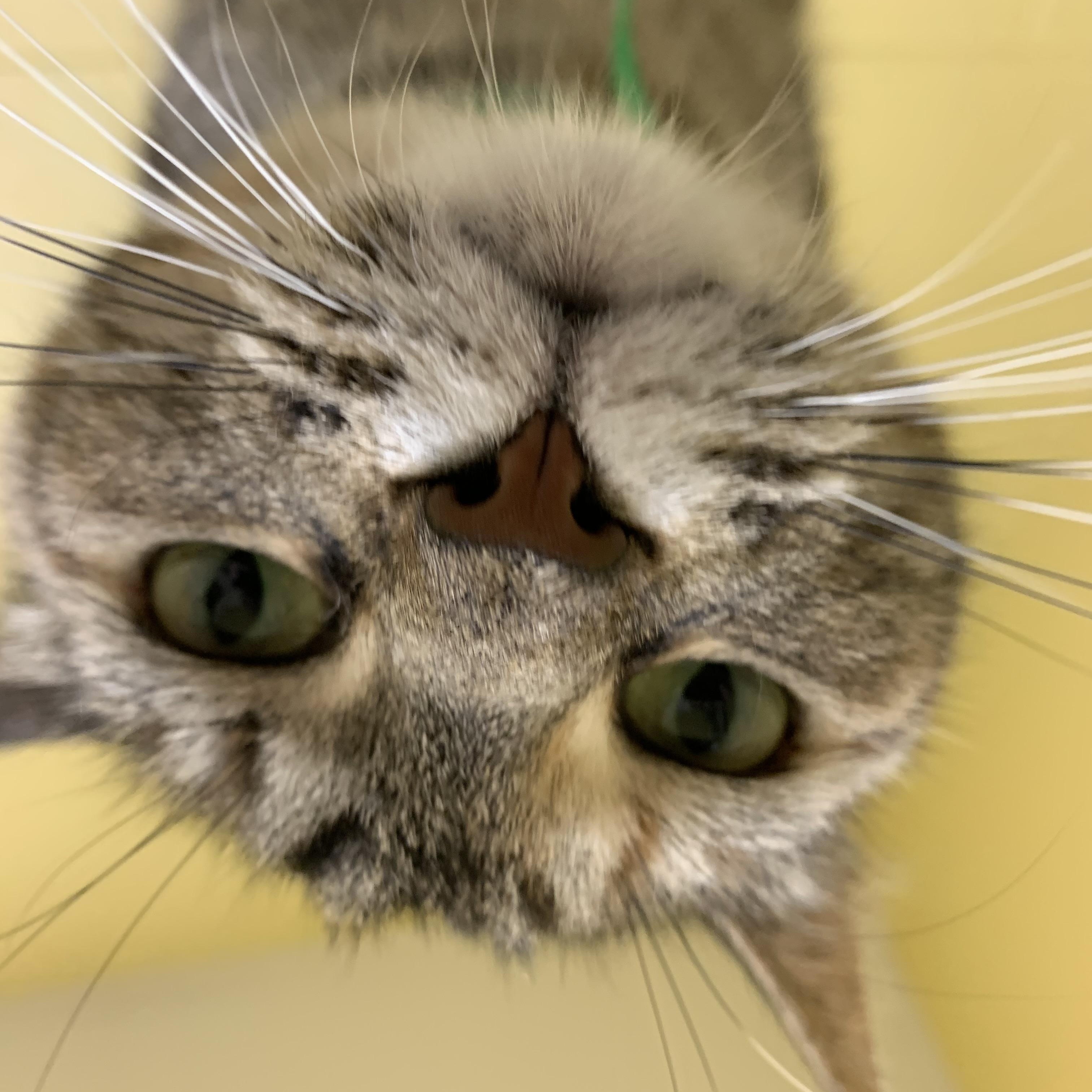 Toasty, a Adoptable Domestic Short Hair in Keokuk, IA image 4/4