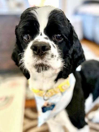 Bluey, Adoptable, Adult Male Cocker Spaniel.