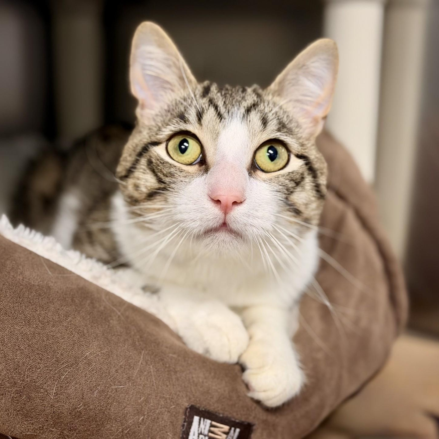 Enlarge Daryl, a ADOPTABLE Domestic Short Hair in Manahawkin, NJ image 2/2