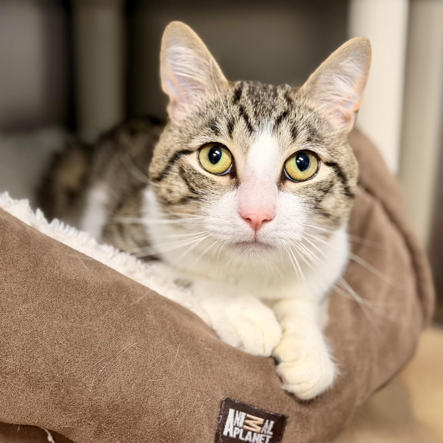 Daryl, ADOPTABLE, Adult Male Domestic Short Hair.