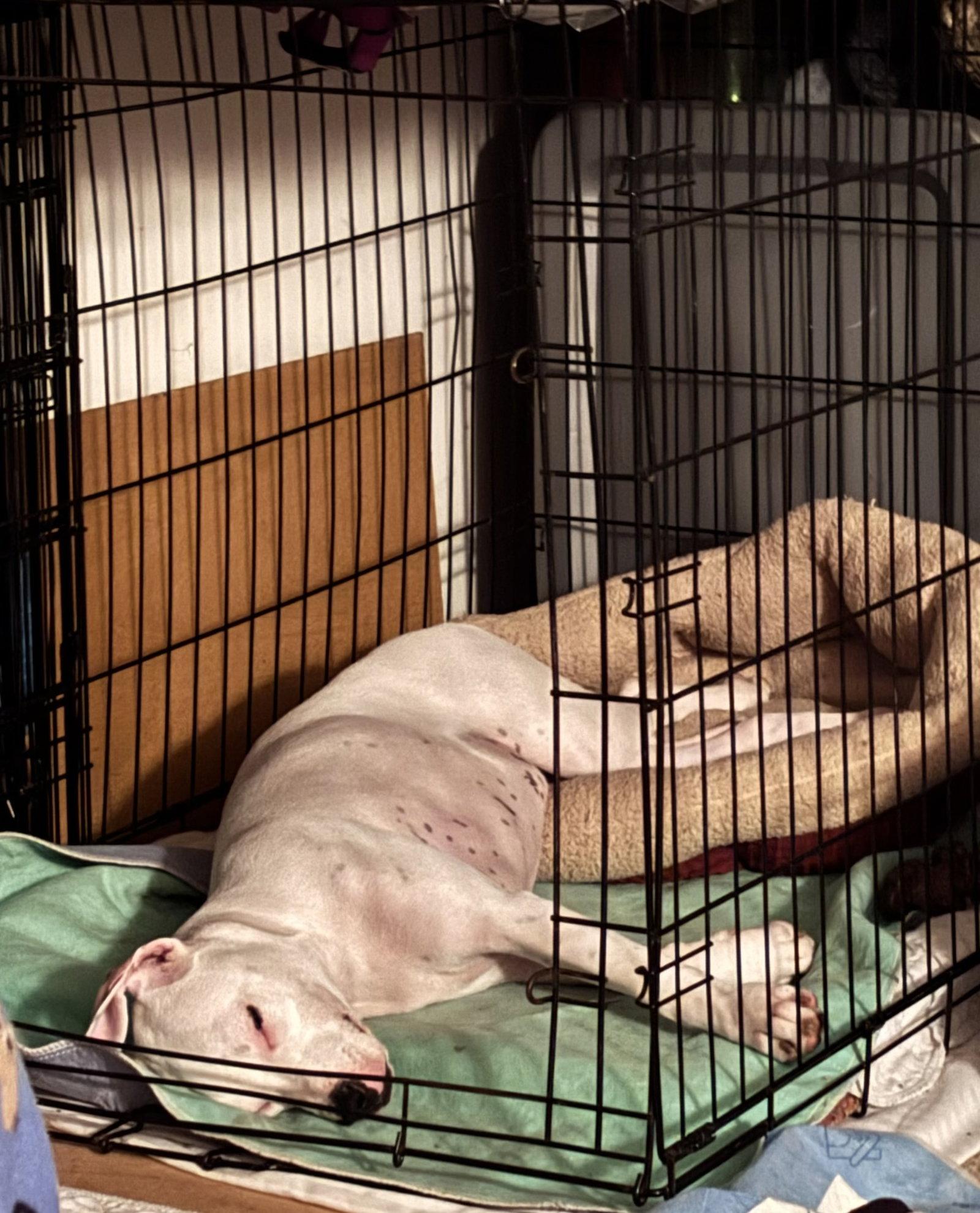 Enlarge Marshmallow, a Adoptable mixed breed in St. Louis, MO image 3/3