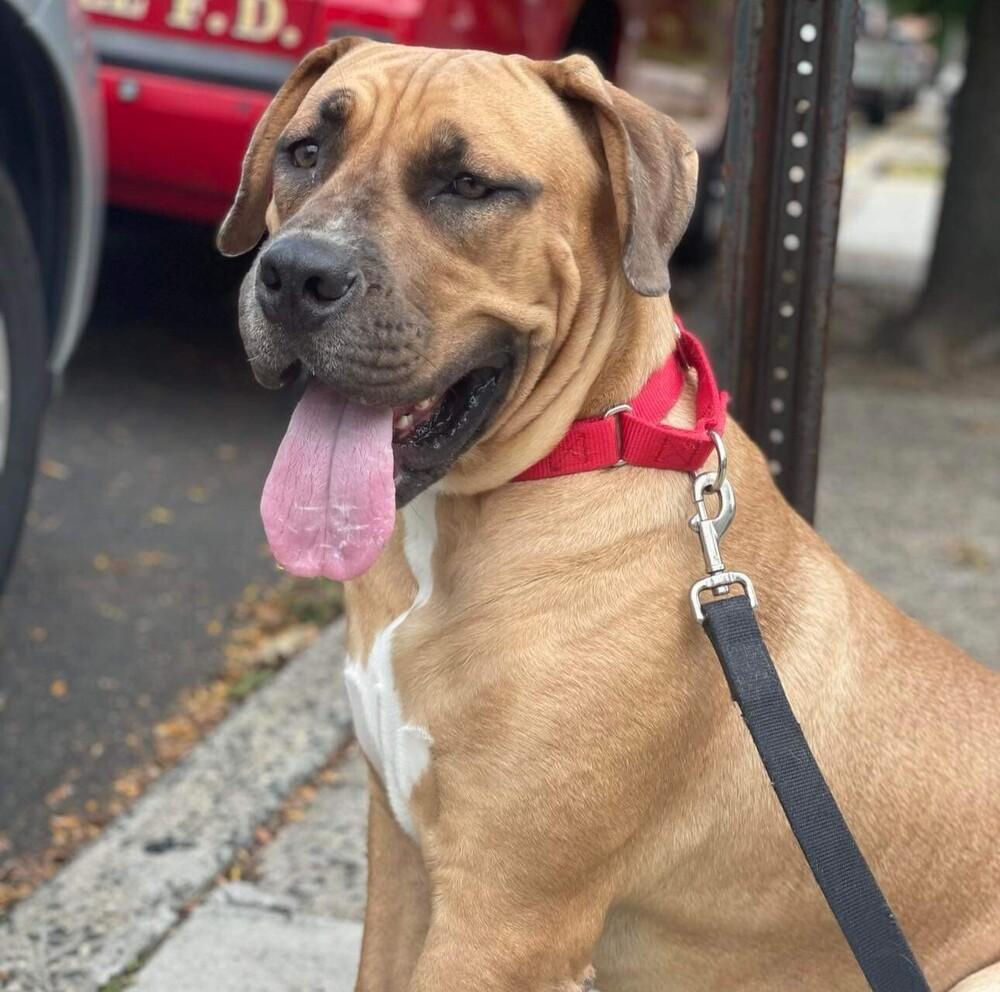 Enlarge Baby Miami, a Adoptable mixed breed in Long Island City, NY image 1/5