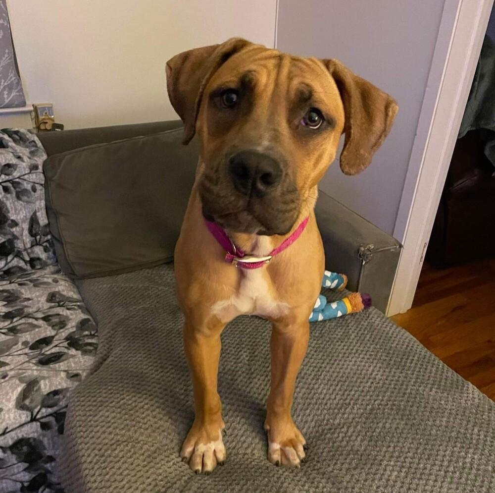 Enlarge Baby Miami, a Adoptable mixed breed in Long Island City, NY image 2/5