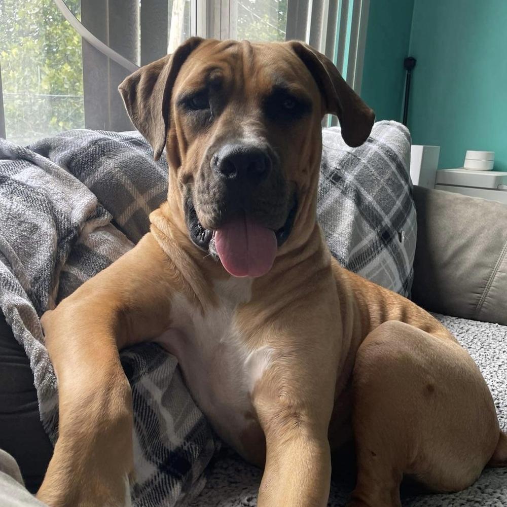 Enlarge Baby Miami, a Adoptable mixed breed in Long Island City, NY image 3/5