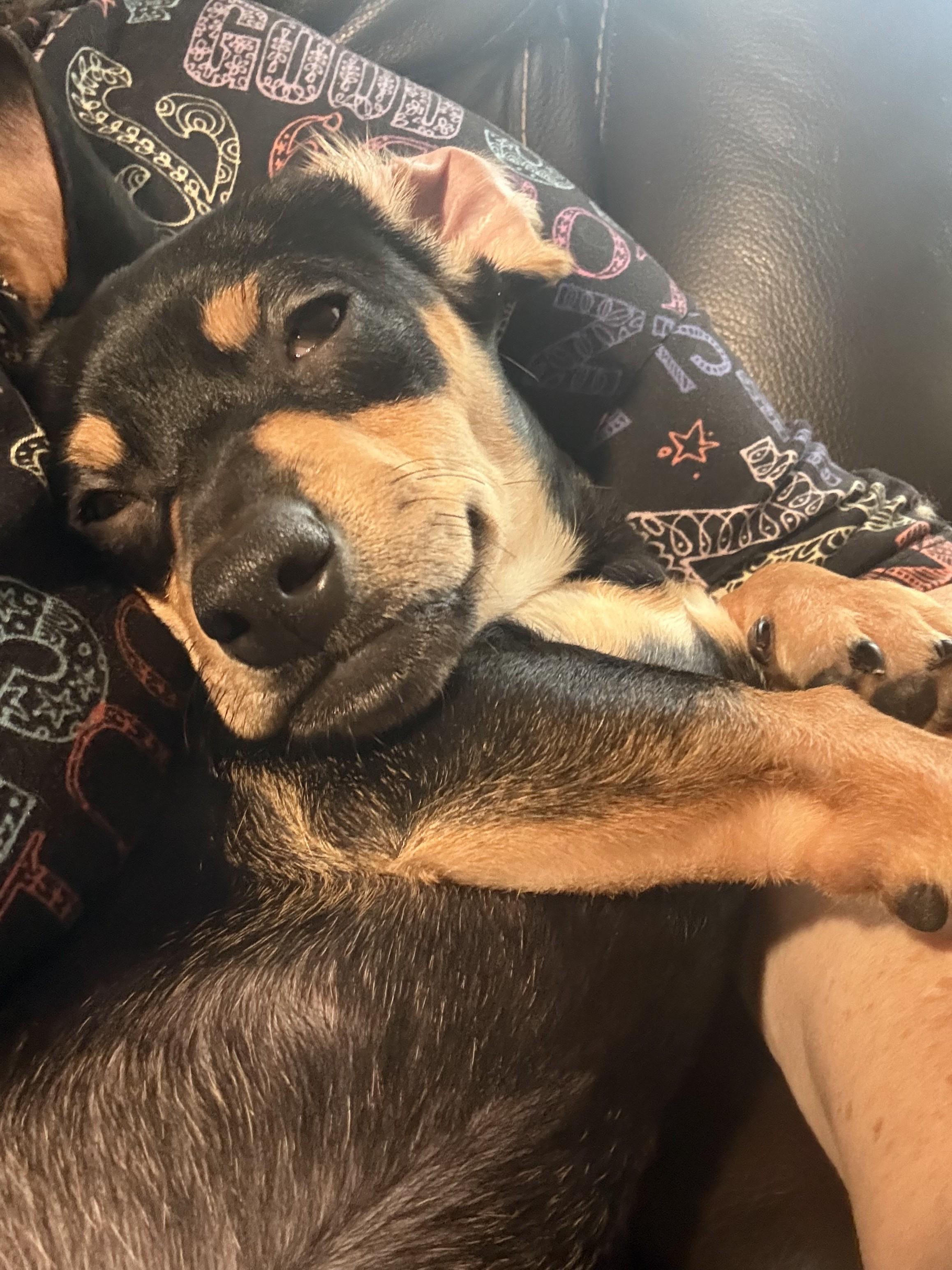 Enlarge Snickerdoodle, an adopted mixed breed in Oakdale, CA image 2/2