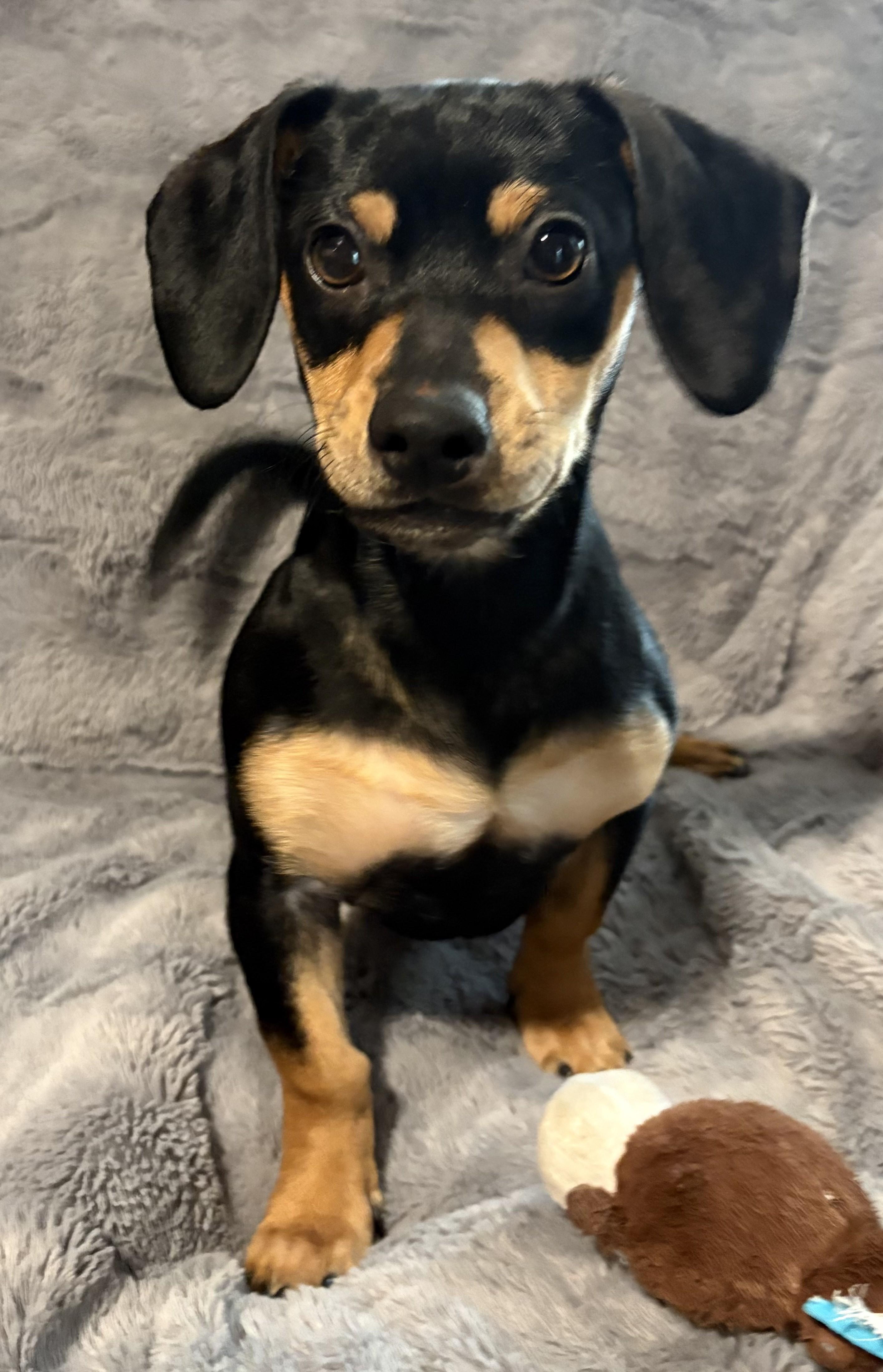 Snickerdoodle, adopted, Puppy Male Dachshund & Terrier.