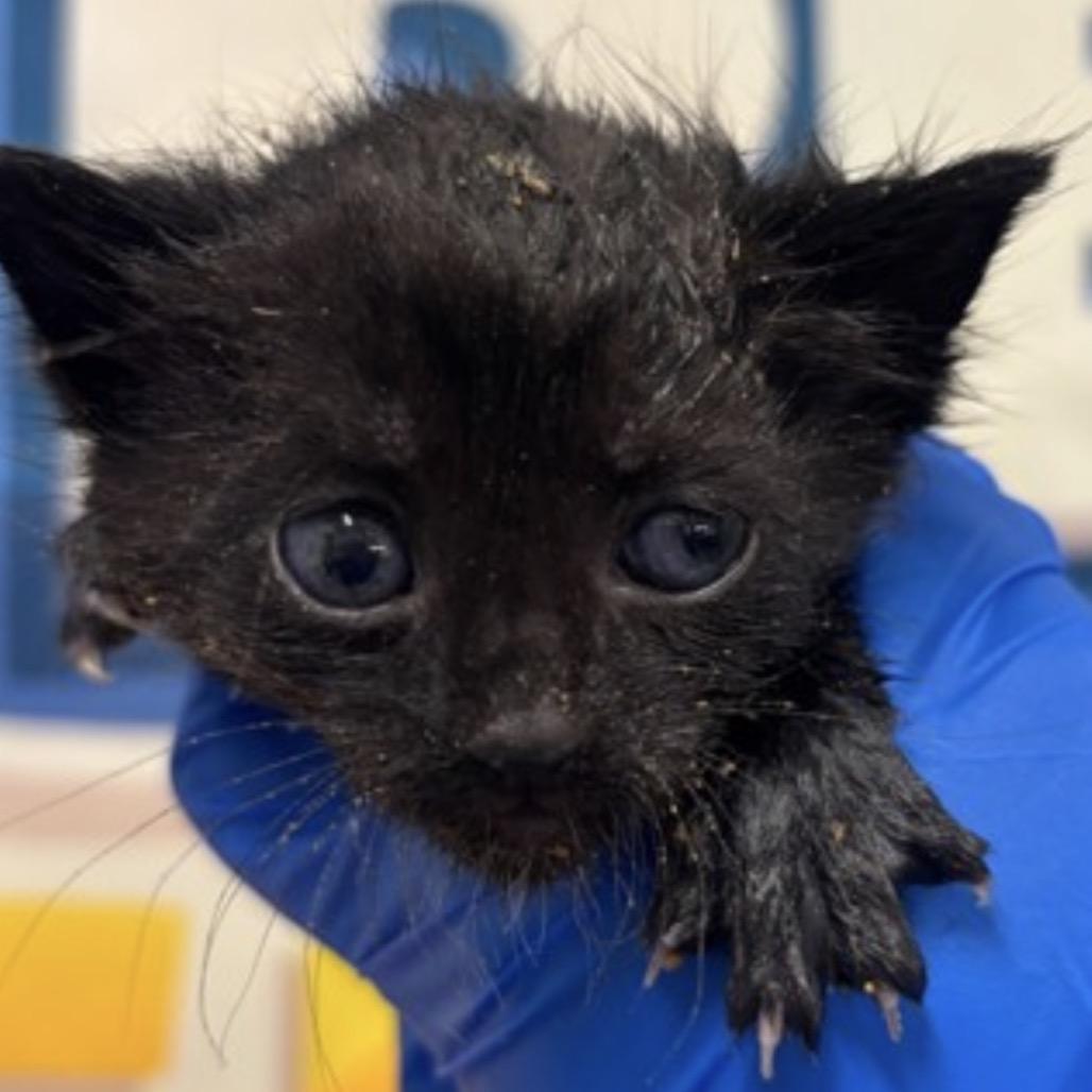Morticia, Adoptable, Kitten Female Domestic Short Hair.