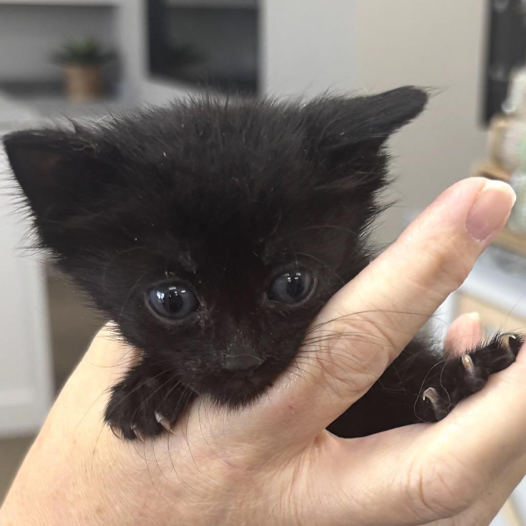 Enlarge Morticia, a Adoptable Domestic Short Hair in Midland, TX image 2/3