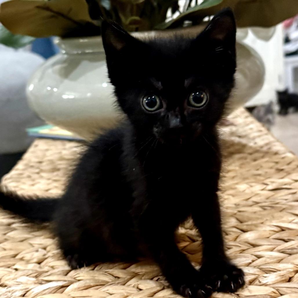 Enlarge Morticia, a Adoptable Domestic Short Hair in Midland, TX image 3/3