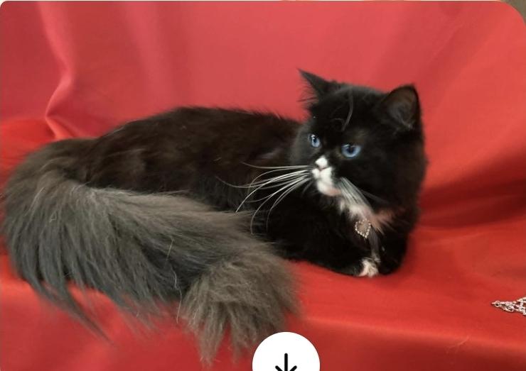 MORA, ADOPTABLE, Adult Female Munchkin & Domestic Long Hair.