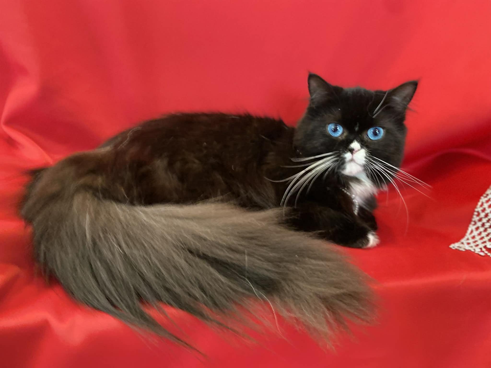 Enlarge MORA, a ADOPTABLE mixed breed in Cincinnati, OH image 4/5