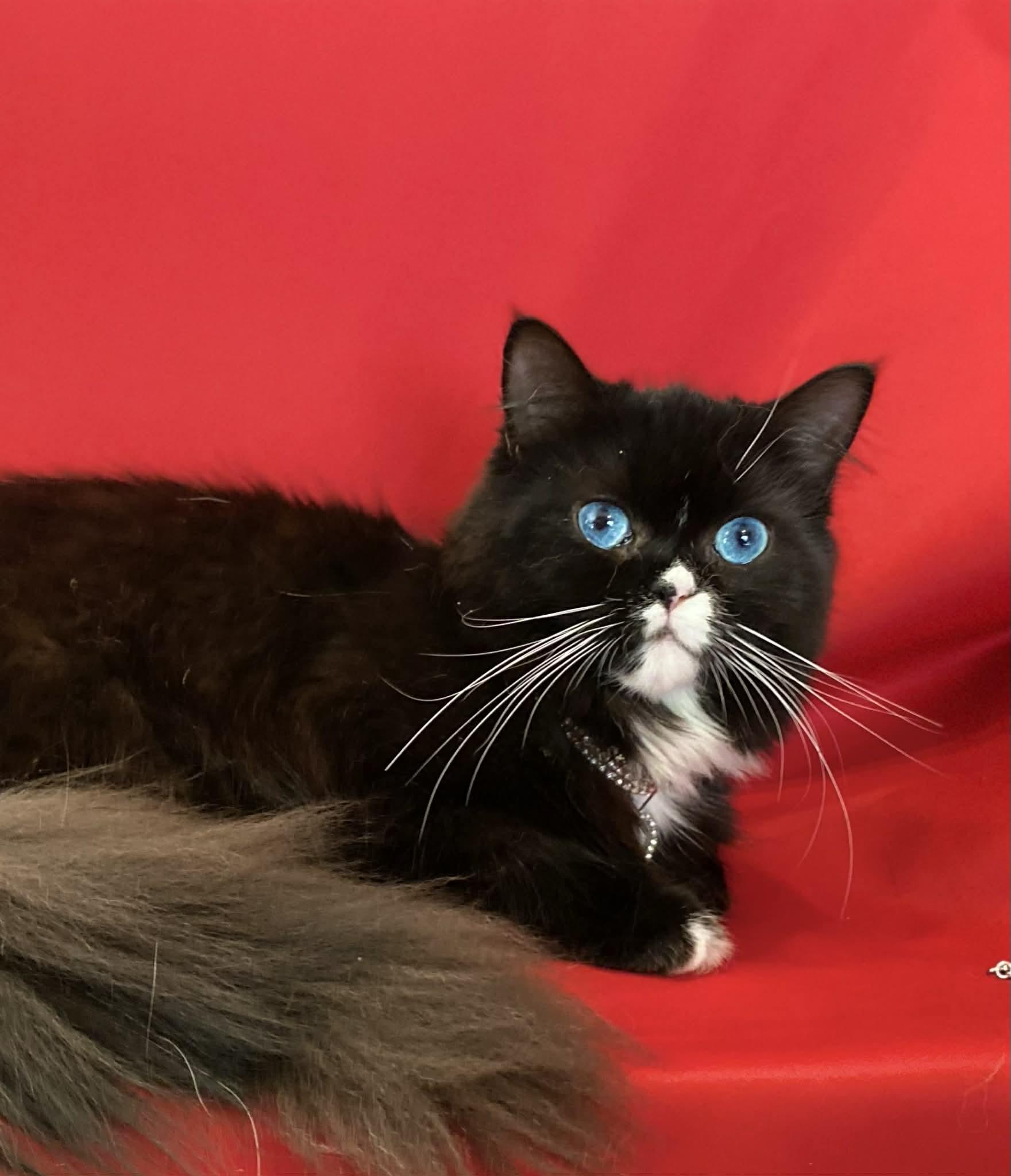 Enlarge MORA, a ADOPTABLE mixed breed in Cincinnati, OH image 3/5