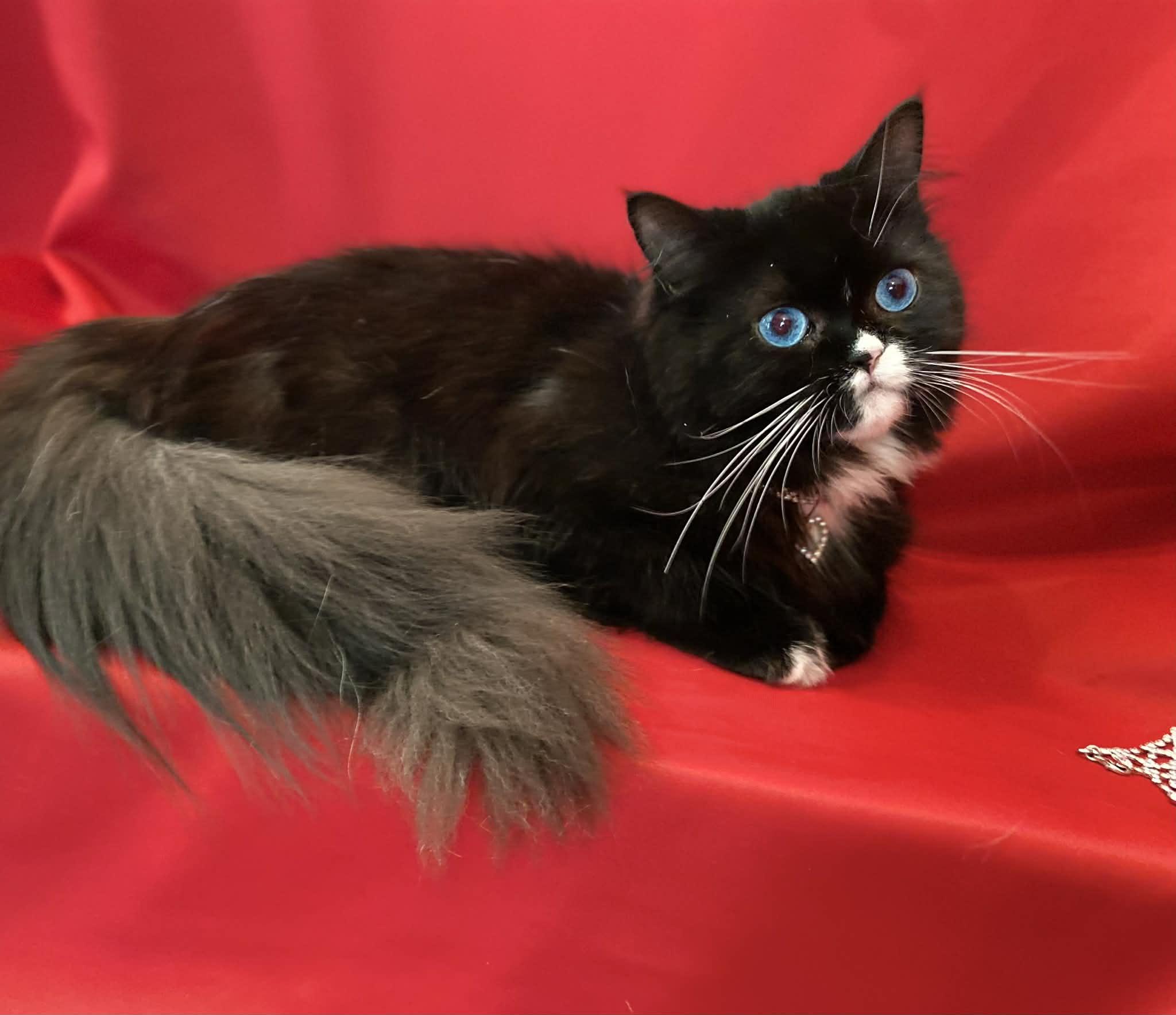 Enlarge MORA, a ADOPTABLE mixed breed in Cincinnati, OH image 2/5