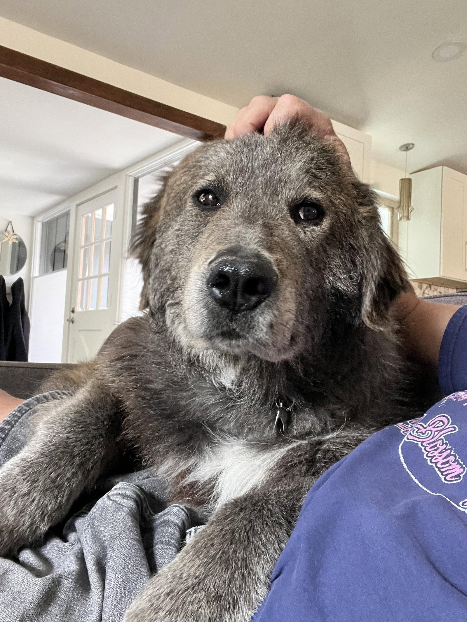 Enlarge Bow, a Adopted mixed breed in Bountiful, UT image 1/1