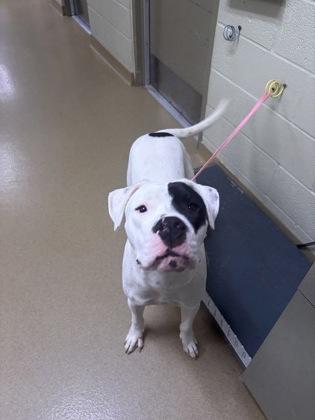 Enlarge Comet, a Adoptable mixed breed in Lewisville, TX image 1/1