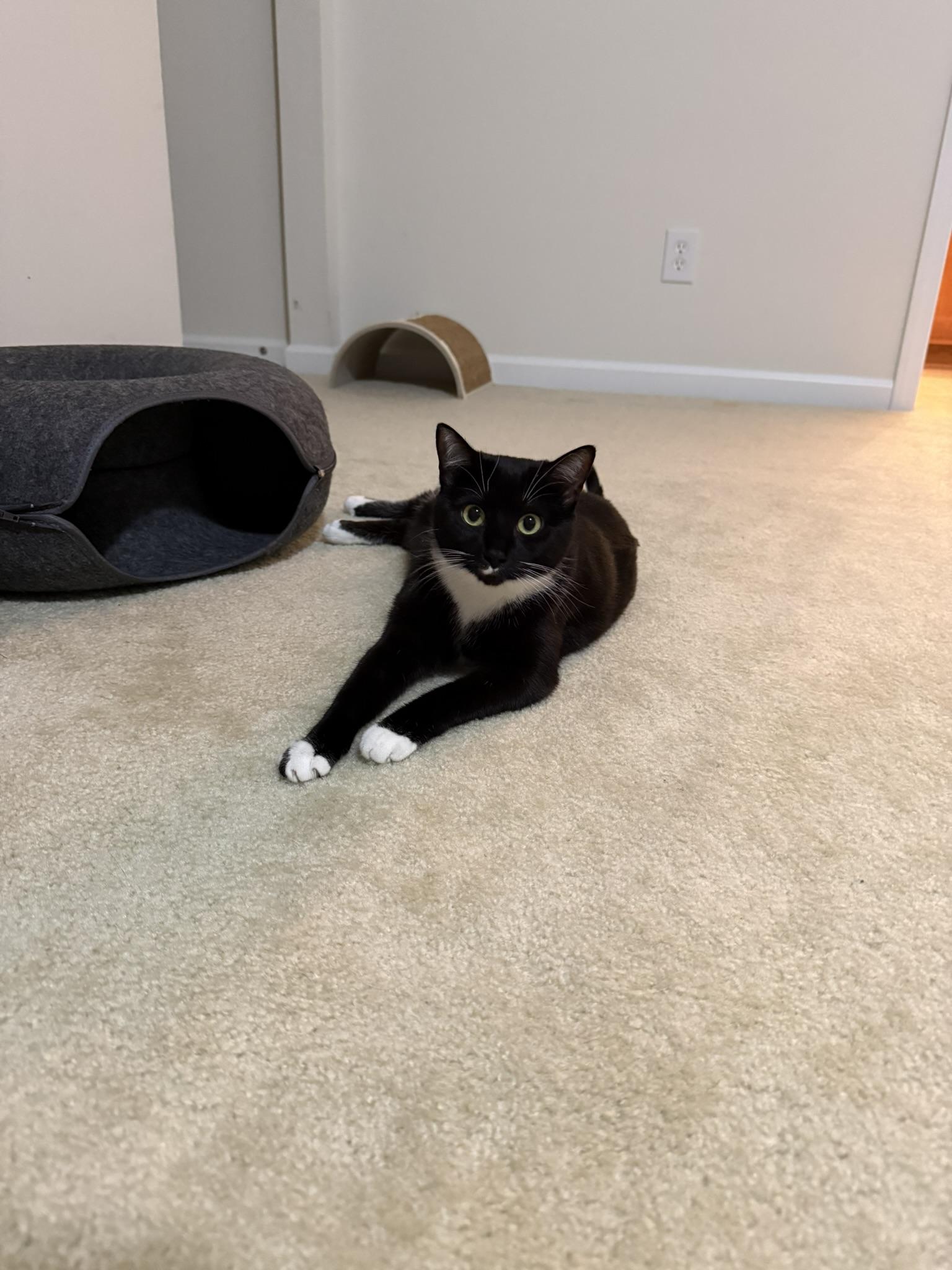 Elsa, Adoptable, Young Female Domestic Short Hair.