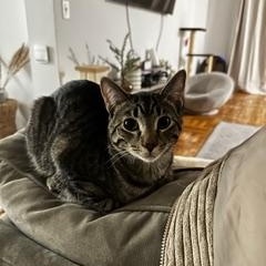 Enlarge zz Courtest Listing for Shadow and Michu, a ADOPTABLE Domestic Short Hair in New Rochelle, NY image 3/6