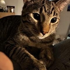 Enlarge zz Courtest Listing for Shadow and Michu, a ADOPTABLE Domestic Short Hair in New Rochelle, NY image 2/6