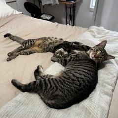 Enlarge zz Courtest Listing for Shadow and Michu, a ADOPTABLE Domestic Short Hair in New Rochelle, NY image 5/6