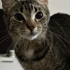 Enlarge zz Courtest Listing for Shadow and Michu, a ADOPTABLE Domestic Short Hair in New Rochelle, NY image 6/6