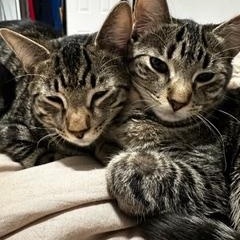 zz Courtest Listing for Shadow and Michu, ADOPTABLE, Adult Male Domestic Short Hair.