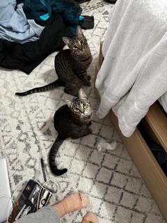 Enlarge zz Courtest Listing for Shadow and Michu, a ADOPTABLE Domestic Short Hair in New Rochelle, NY image 4/6