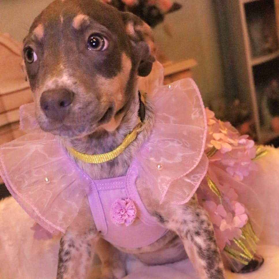 Dog for adoption Sage, an Australian Cattle Dog / Blue Heeler & Hound