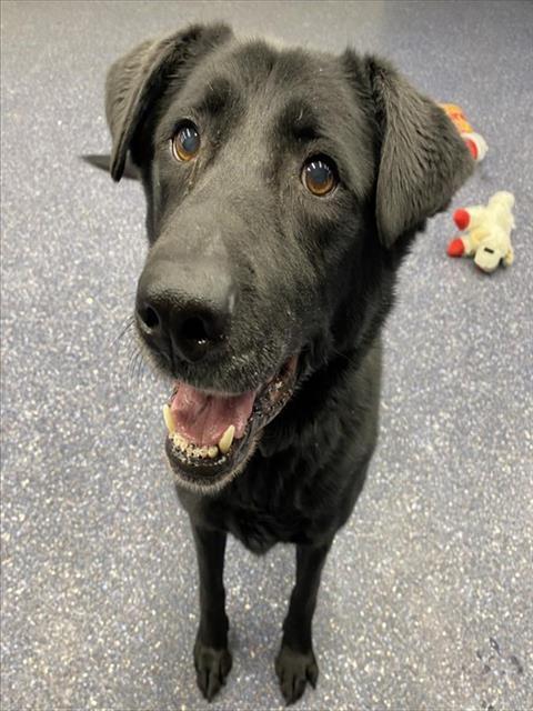 ZEUS, Adoptable, Senior Male Labrador Retriever & Mixed Breed.
