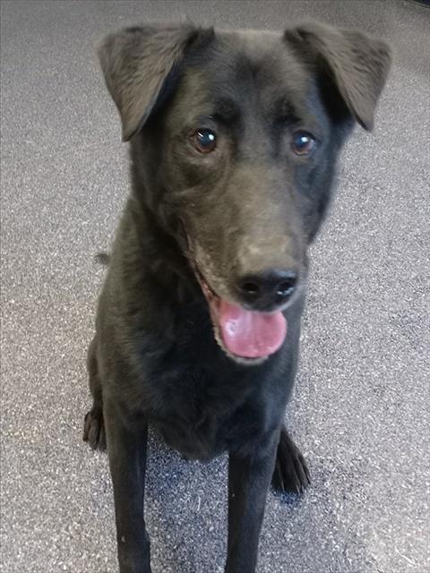 Enlarge ZEUS, a Adoptable mixed breed in Anchorage, AK image 1/1