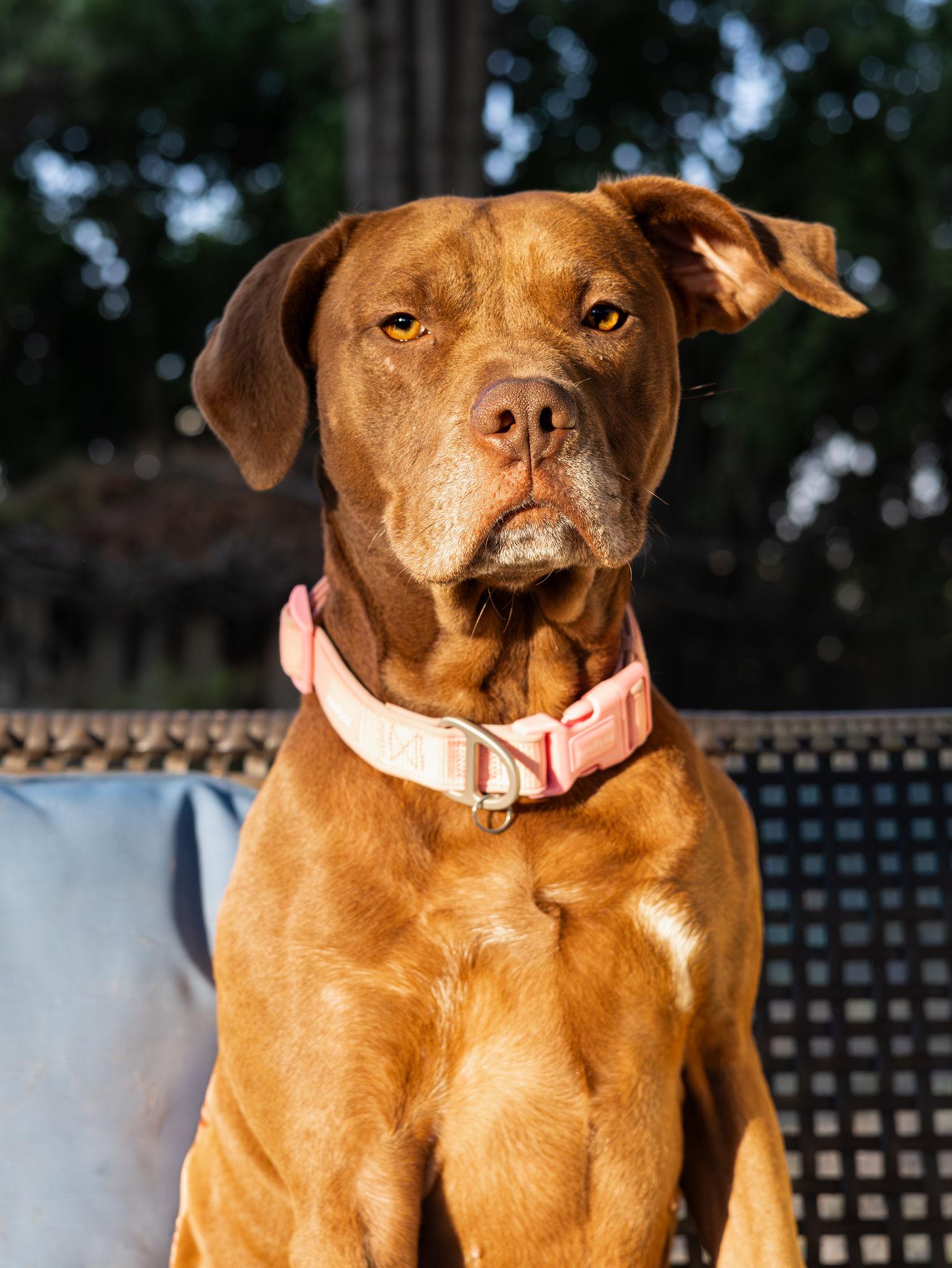 Hazel, a ADOPTABLE mixed breed in Pointe-Claire, QC image 5/6