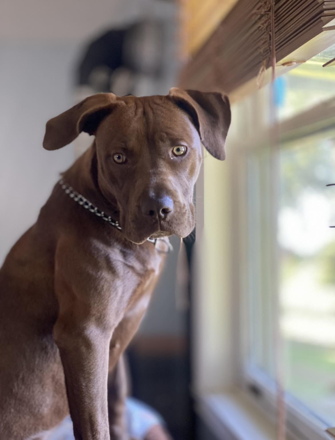 Hazel, a ADOPTABLE mixed breed in Pointe-Claire, QC image 6/6
