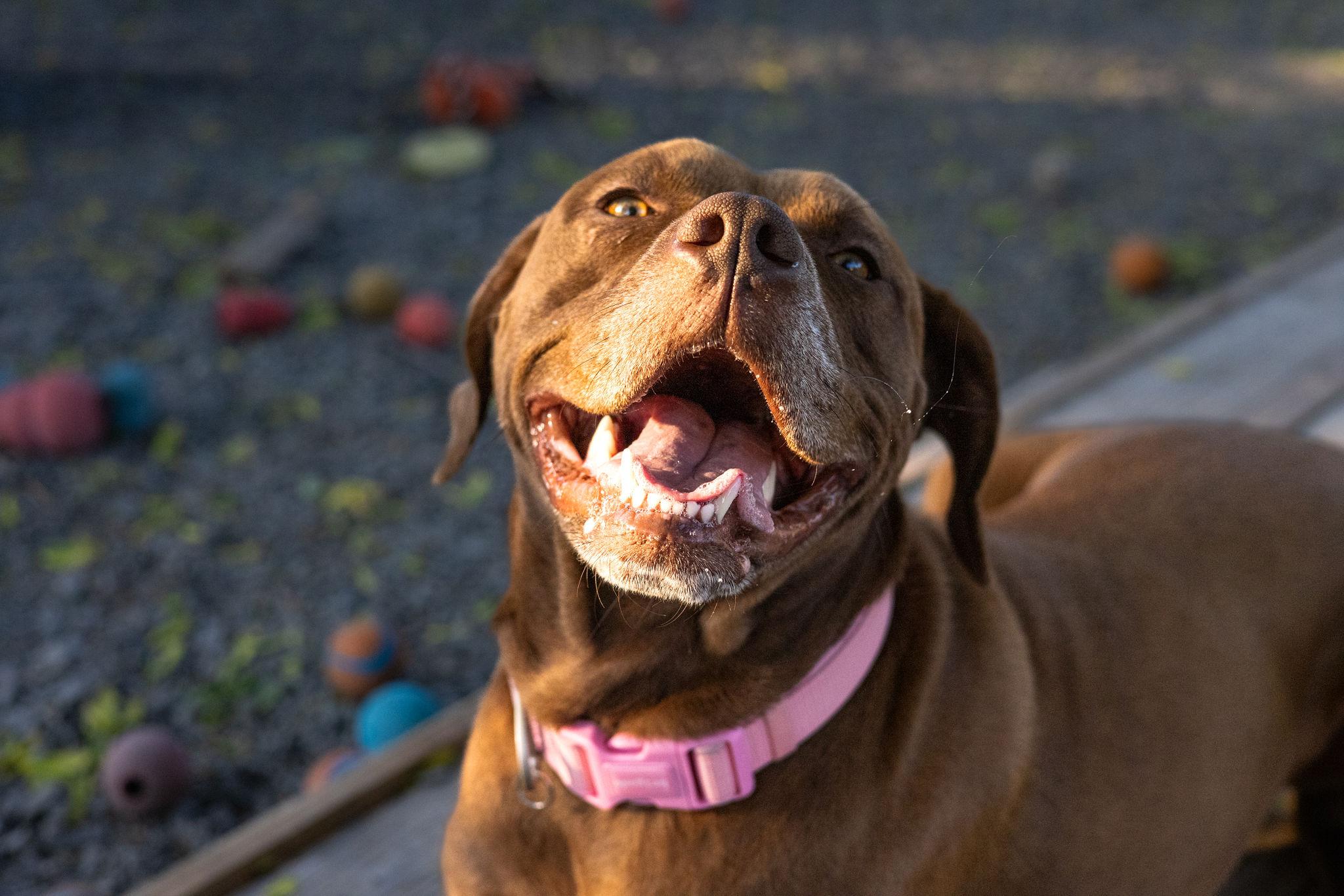 Hazel, ADOPTABLE, Adult Female Chocolate Labrador Retriever & American Bully.
