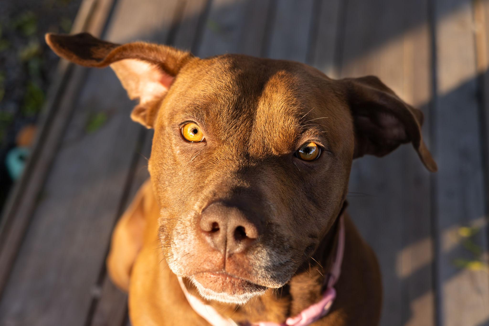 Hazel, a ADOPTABLE mixed breed in Pointe-Claire, QC image 4/6