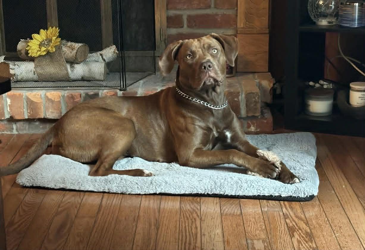 Hazel, ADOPTABLE, Adult Female Chocolate Labrador Retriever & American Bully.