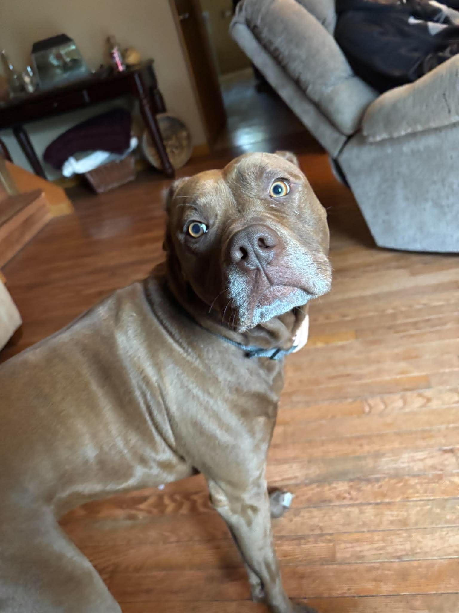 Hazel, a ADOPTABLE mixed breed in Pointe-Claire, QC image 2/6