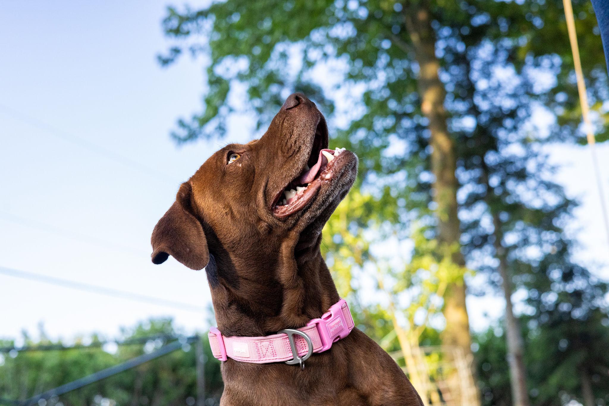 Hazel, a ADOPTABLE mixed breed in Pointe-Claire, QC image 3/6