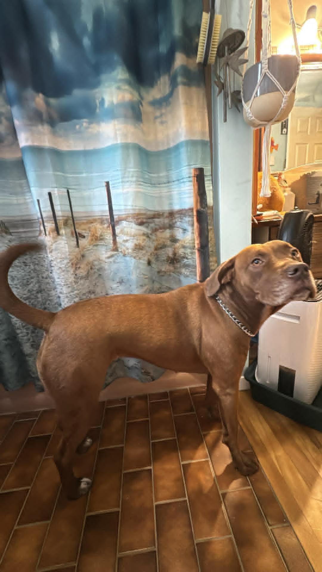 Hazel, a ADOPTABLE mixed breed in Pointe-Claire, QC image 5/6