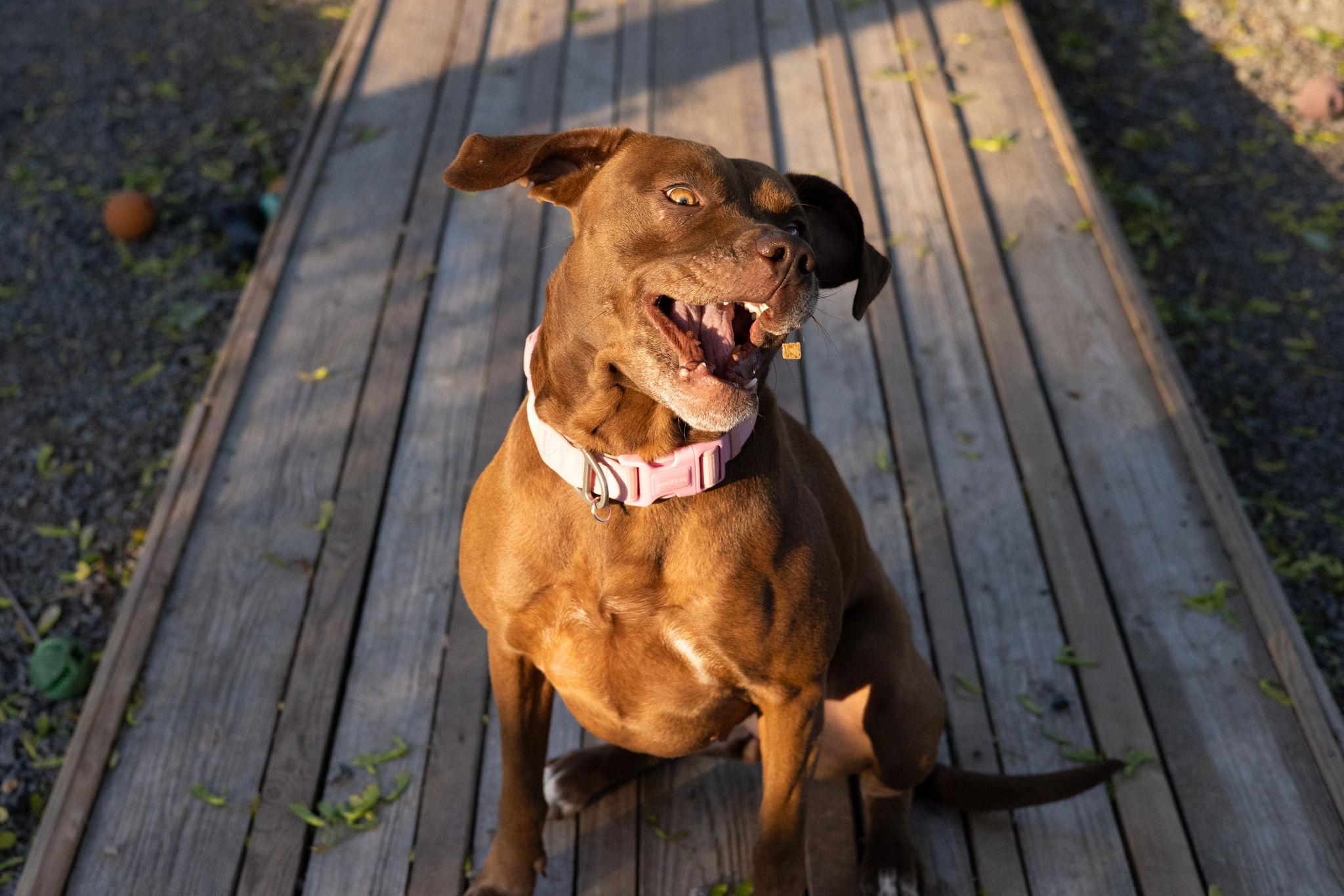 Hazel, a ADOPTABLE mixed breed in Pointe-Claire, QC image 6/6