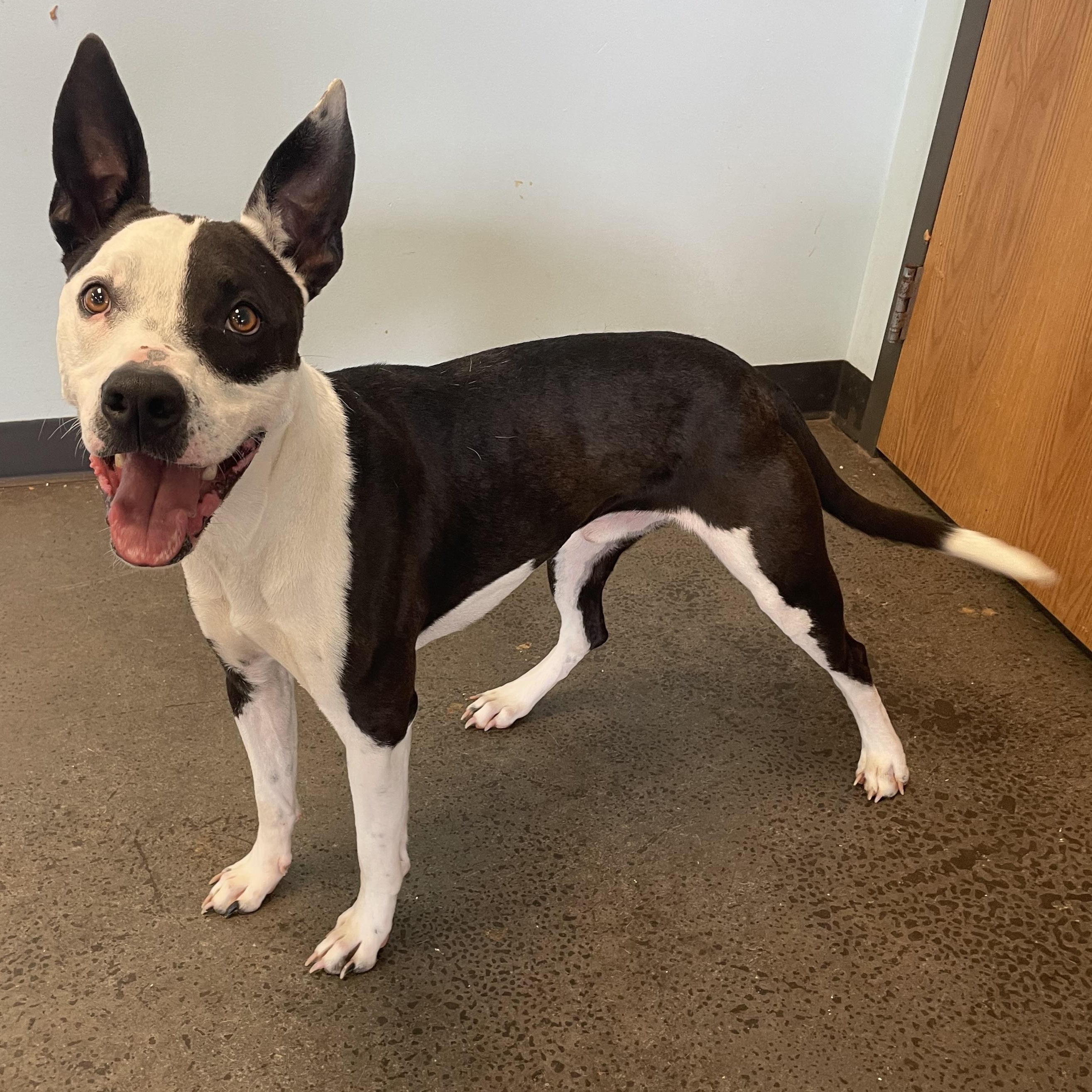 Rascal, a ADOPTABLE mixed breed in Mishawaka, IN image 3/6