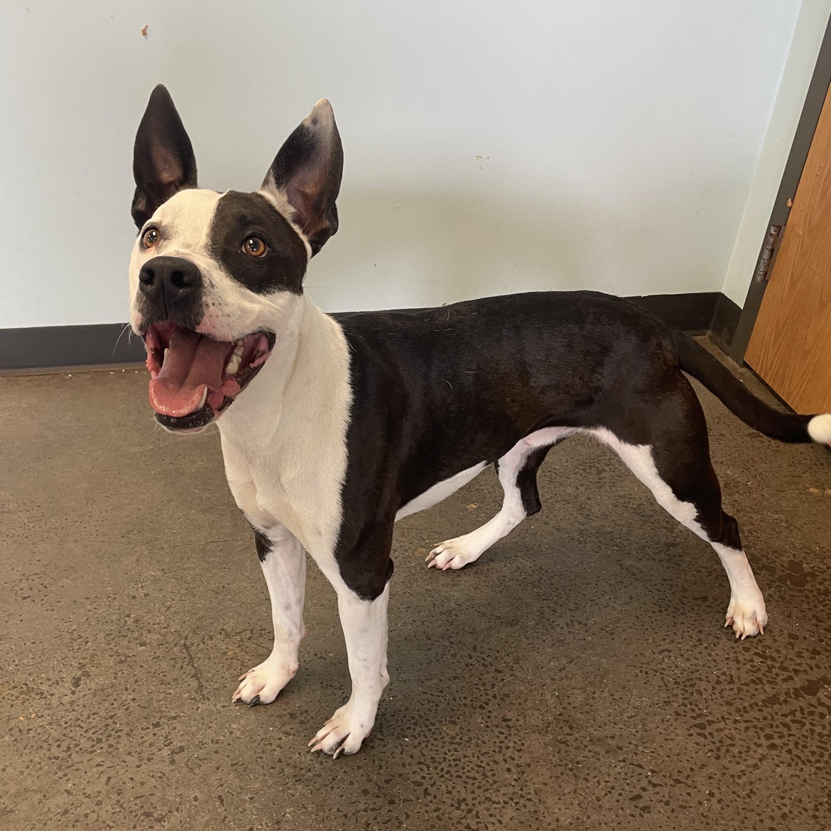 Rascal, a ADOPTABLE mixed breed in Mishawaka, IN image 5/6