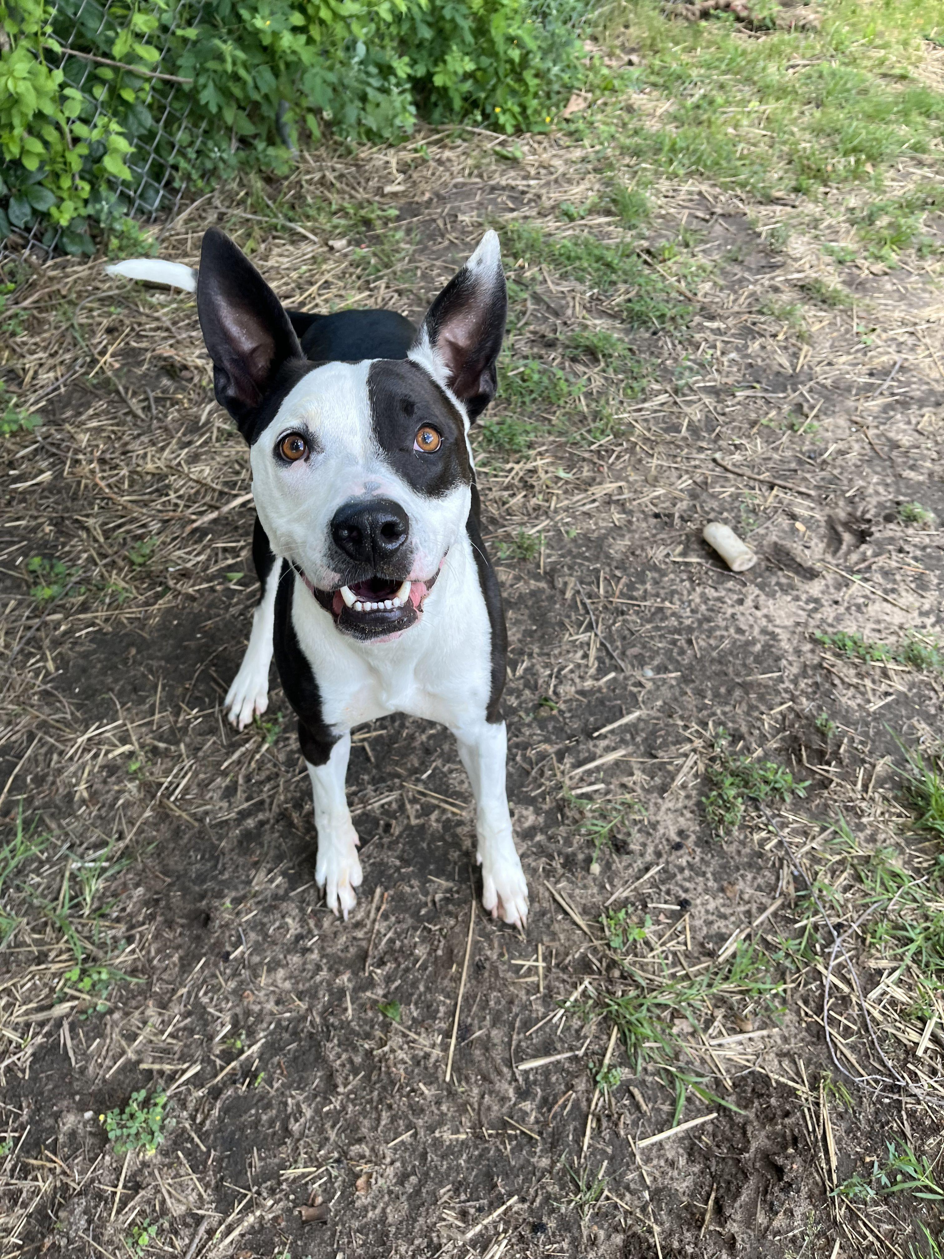 Rascal, ADOPTABLE, Young Male Mixed Breed.