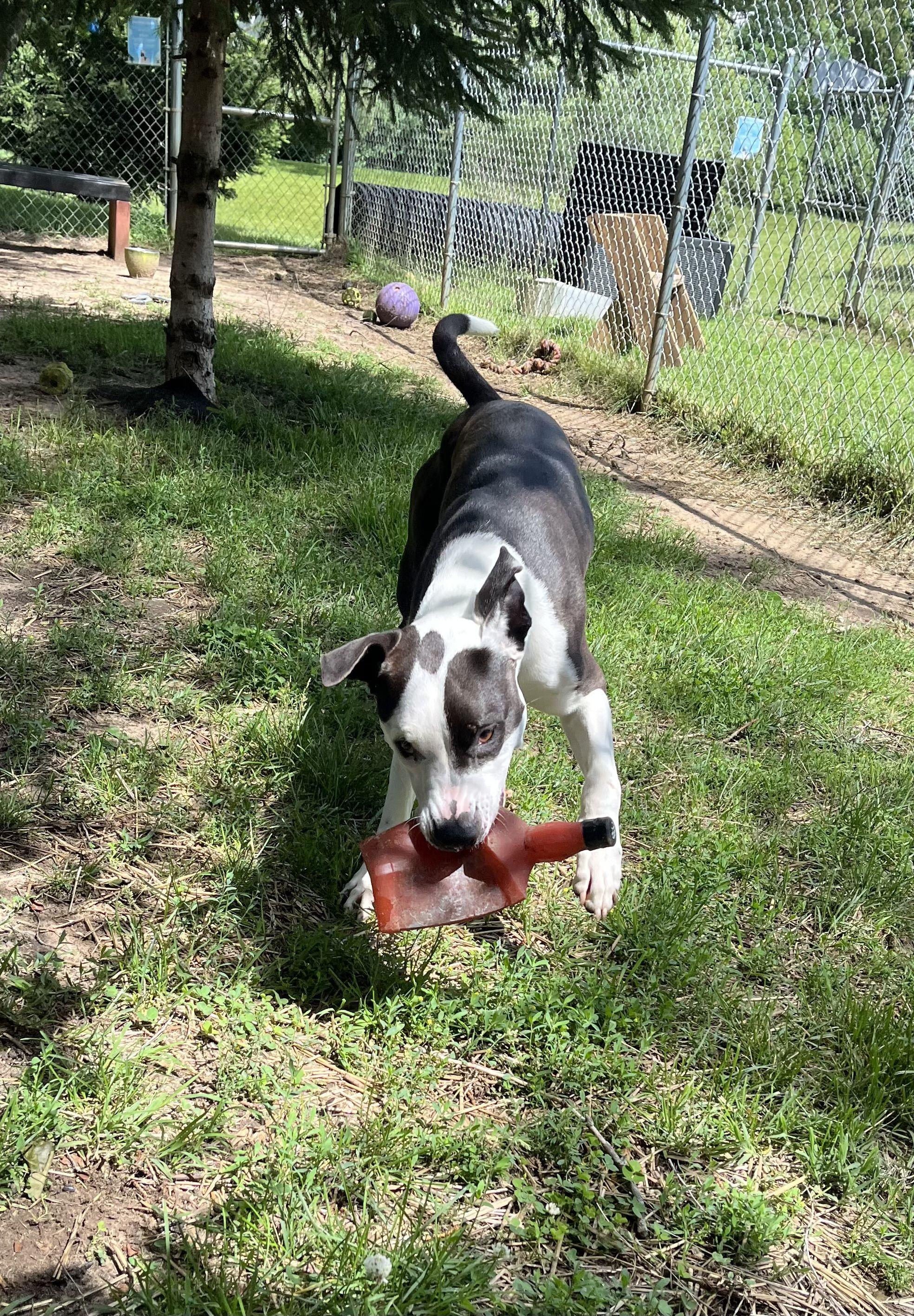 Rascal, a ADOPTABLE mixed breed in Mishawaka, IN image 2/6